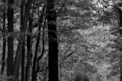 Walking Through Autumn
