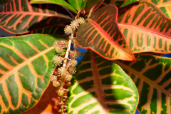 Colors of Croton