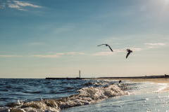 Gulfport Shore Waves
