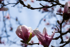 Blooming Magnolia