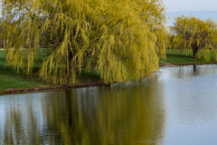 Coxhall Garden Pond Spring Reflection