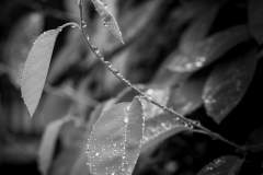 Raindrops on Leaves