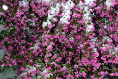 April Snow on Blooms